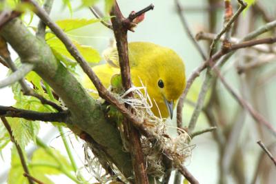 Yellow Warbler Building Nest 0506-8j Point Pelee