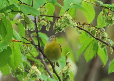 Nashville Warbler  0506-1j  Point Pelee