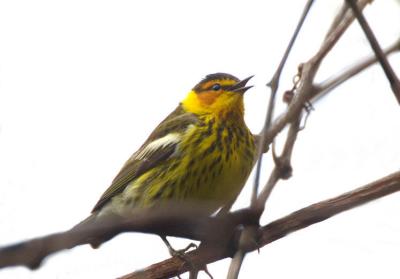 Cape May Warbler  0506-1j  Point Pelee