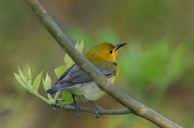 Prothonotary Warbler  0506-1j  Point Pelee