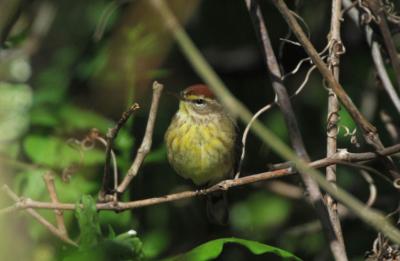 Palm Warbler 0506-3j Point Pelee