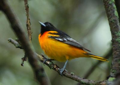 Baltimore Oriole  0506-5j  Point Pelee