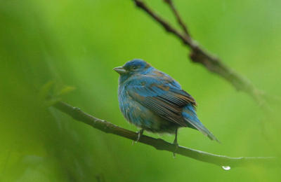 Indigo Bunting  0506-1j  Point Pelee