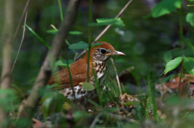 Wood Thrush  0506-4j  Point Pelee