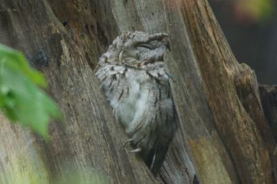 Eastern Screech Owl  0506-1j  Point Pelee