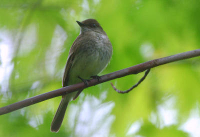 Eastern Phoebe  0506-1j  Point Pelee