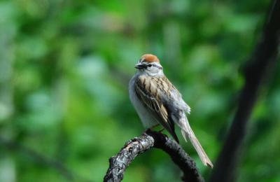 Chipping Sparrow 0506-1j  Mud lake Road