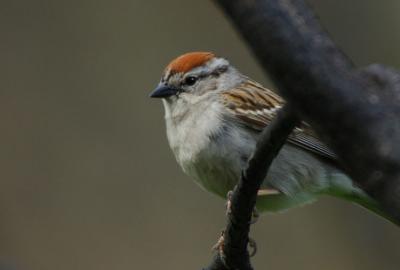 Chipping Sparrow 0606-1j  Mud Lake Burn
