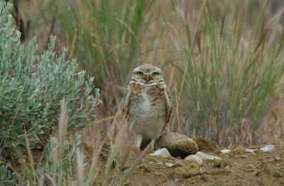 Burrowing Owl 0506-2j L T Murray