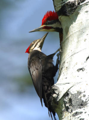 Pileated Pair at Nest 0506-1j  Middle Fork Ahtanum