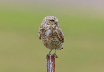 Burrowing Owl  0606-1j  Black Rock Valley