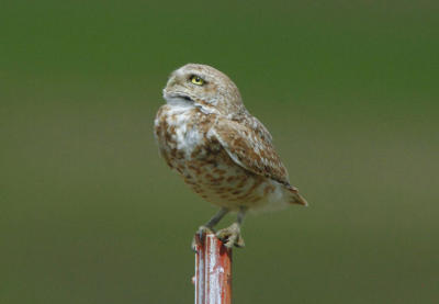 Burrowing Owl  0606-6j  Black Rock Valley