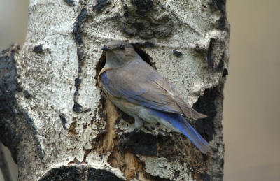 Western Bluebird Female at Nest 0606-1j Mud Lake Burn