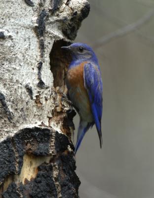 Western Bluebird at Nest 0606-3j Mud Lake Burn