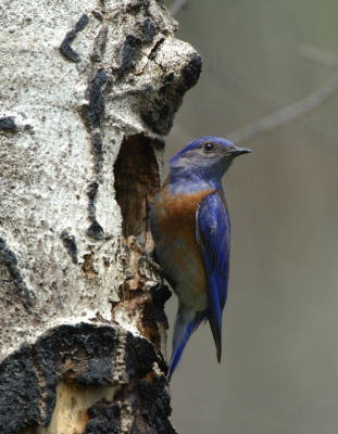 Western Bluebird at Nest 0606-4j Mud Lake Burn