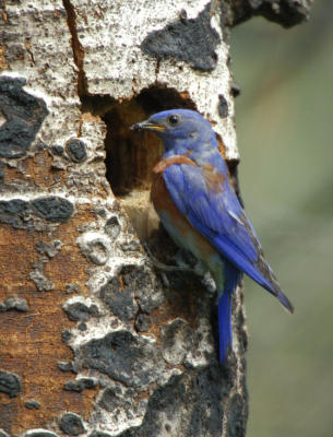 Western Bluebird at Nest 0606-7j Mud Lake Road
