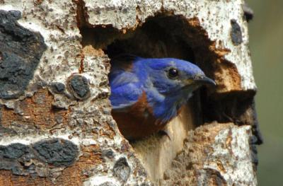 Western Bluebird at Nest 0606-9j Mud Lake Road