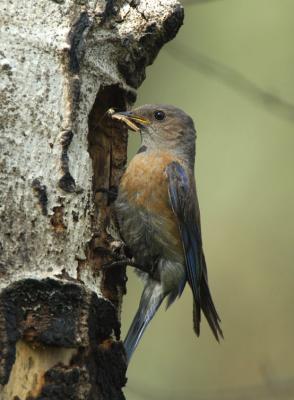 Western Bluebird Female at Nest 0606-13j Mud Lake Road