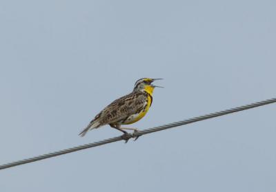 Western Meadowlark  0606-3j  Black Rock