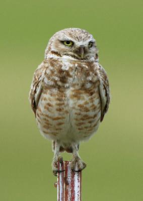 Burrowing Owl  0606-8j  Black Rock