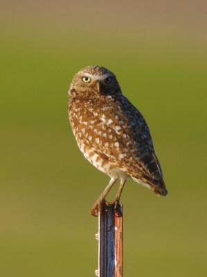 Burrowing Owl 0606-12j Black Rock