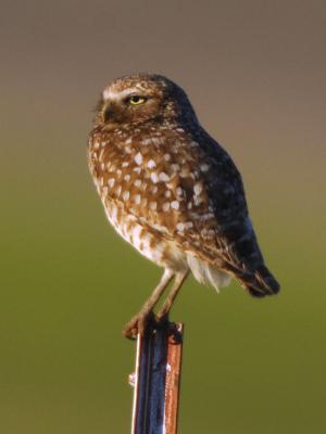 Burrowing Owl 0606-15j Black Rock
