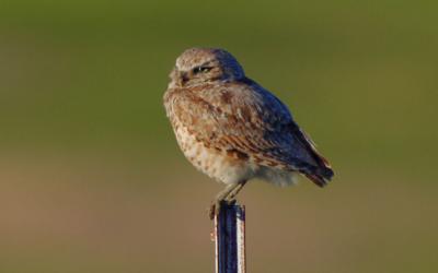 Burrowing Owl Female  0606-10j  Black Rock