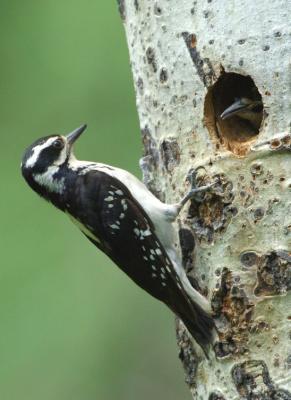 Hairy Woodpecker Female at Nest  0606-1j  Middle Fork Ahtanum