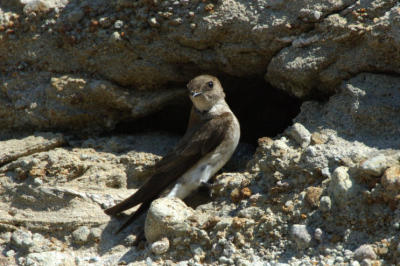 Rough Winged Swallow 0606-1j  Wenas Valley