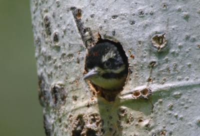 Hairy Woodpecker Juvenile in Nest  0606-3j  Middle Fork Ahtanum