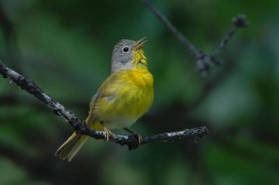 Nashville Warbler 0606-1j  Oak Creek