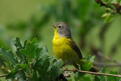 Nashville Warbler 0606-4j  Oak Creek