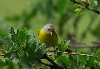 Nashville Warbler 0606-5j  Oak Creek