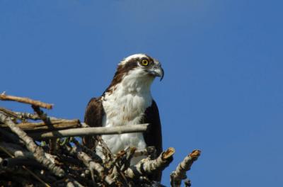 Osprey at Nest  0606-2j  Myron Lake