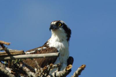 Osprey at Nest  0606-2j  Myron lake