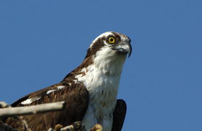 Osprey at Nest  0606-6j  Myron Lake