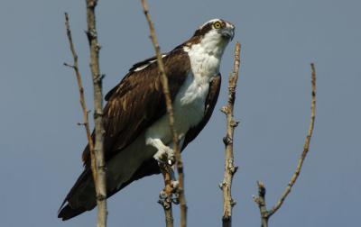 Osprey Male  0606-10j  Myron Lake