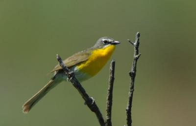 Yellow-breasted Chat 0606-1j  Cowiche Canyon