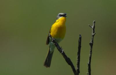 Yellow-breasted Chat 0606-2j  Cowiche Canyon