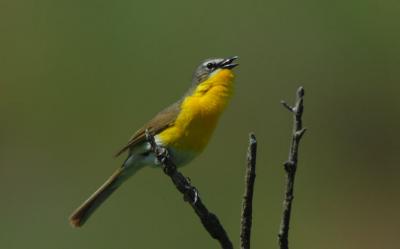 Yellow-breasted Chat 0606-4j  Cowiche Canyon