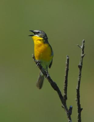 Yellow-breasted Chat 0606-5j  Cowiche Canyon