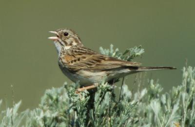 Vesper Sparrow 0606-5j Umtanum Road