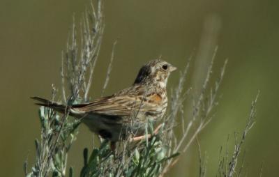 Vesper Sparrow 0606-6j Umtanum Road