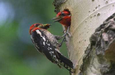 Red-breasted Sapsucker Pair  0606-11j  Middle Fork Ahtanum