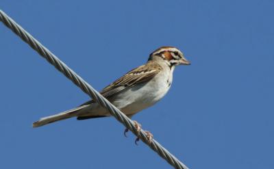 Lark Sparrow 0706-4j Vantage