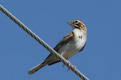 Lark Sparrow 0706-5j Vantage