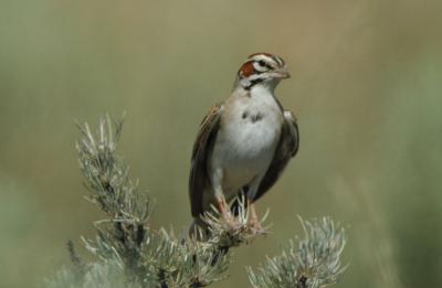Lark Sparrow 0706-7j Vantage