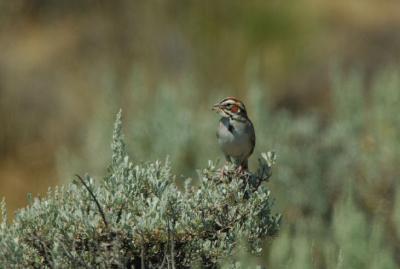 Lark Sparrow 0706-8j Vantage