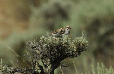 Lark Sparrow Pair 0706-6j Vantage