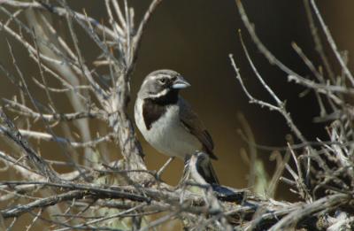 Black Throated Sparrow 0706-2j Vantage